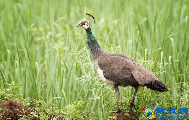 雄孔雀的尾巴完全称不上有效率，反而更像一种累赘