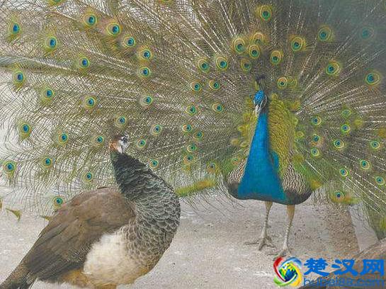 雄孔雀的尾巴完全称不上有效率，反而更像一种累赘