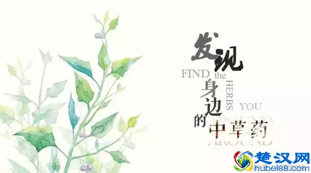 三月养肝，茵陈主之