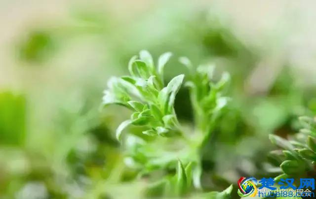 三月养肝，茵陈主之