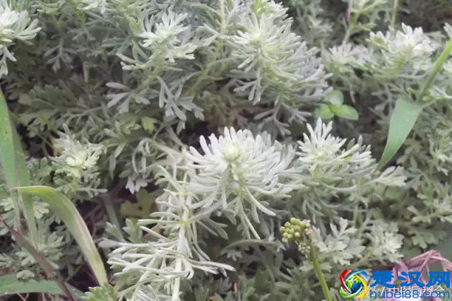 三月养肝，茵陈主之