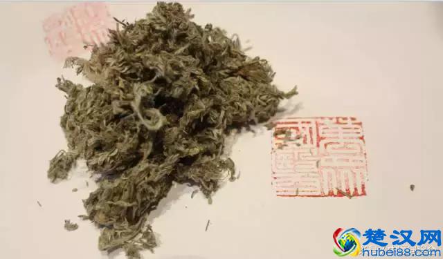 三月养肝，茵陈主之