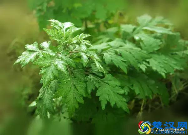 三月养肝，茵陈主之