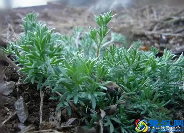 三月养肝，茵陈主之