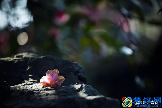 物以类聚，人以群分