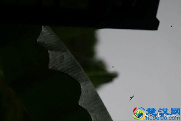 物以类聚，人以群分