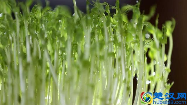 重庆全方位介绍系列——重庆火锅篇