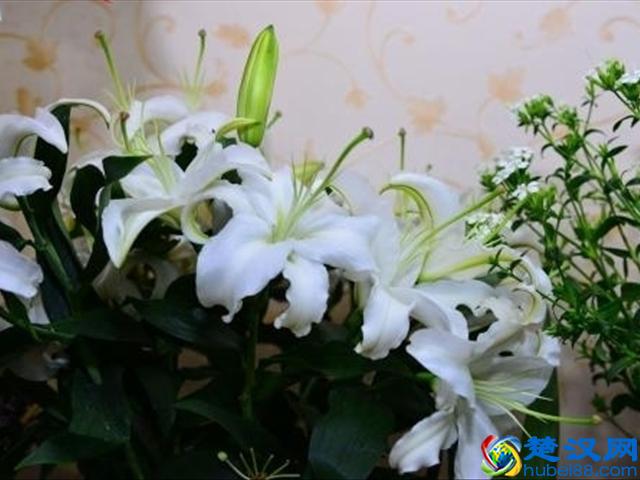 红玫瑰代表的爱情，而百合中的寓意你知道吗？