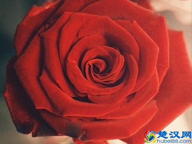 红玫瑰代表的爱情，而百合中的寓意你知道吗？