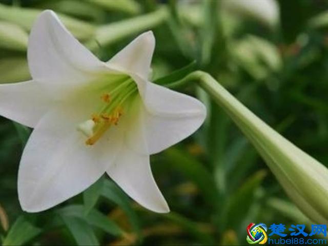 红玫瑰代表的爱情，而百合中的寓意你知道吗？