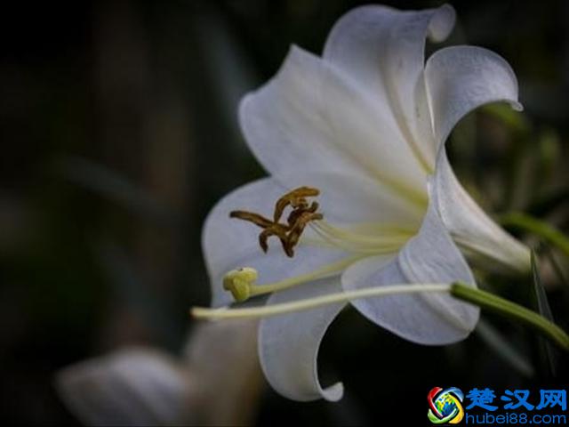 红玫瑰代表的爱情，而百合中的寓意你知道吗？