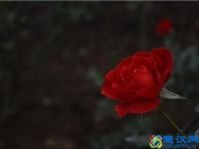 红玫瑰代表的爱情，而百合中的寓意你知道吗？