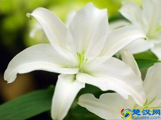 红玫瑰代表的爱情，而百合中的寓意你知道吗？