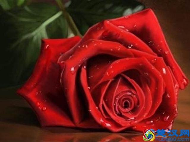 红玫瑰代表的爱情，而百合中的寓意你知道吗？