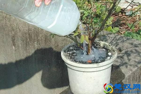 养花最怕有蚂蚁，满屋到处爬！不要怕简单几招全灭光