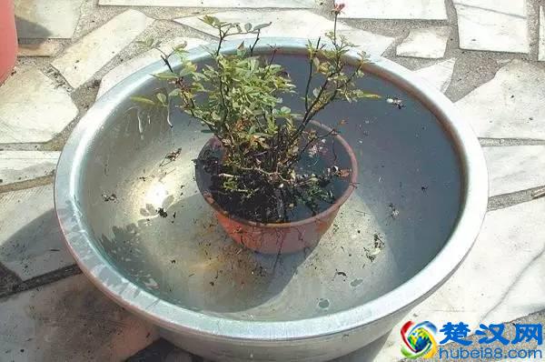 养花最怕有蚂蚁，满屋到处爬！不要怕简单几招全灭光