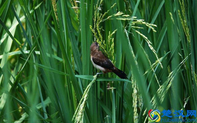 农村过去四害是老鼠麻雀，新四害比旧四害还要厉害，都是什么？