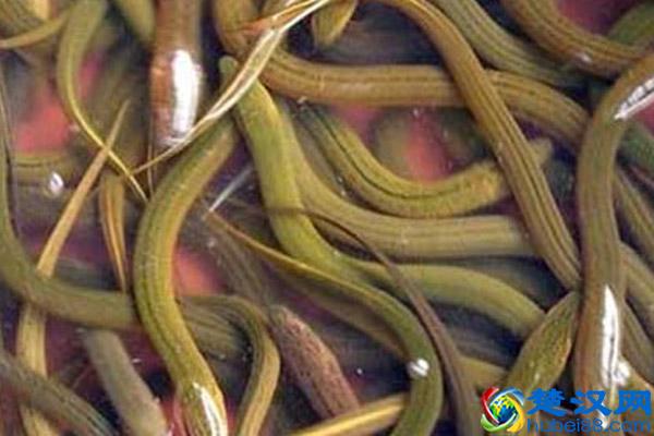 鳝鱼吃什么东西长得快 最喜欢吃的食物盘点