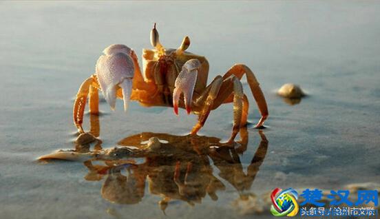沧州民间故事——螃蟹为什么横着走