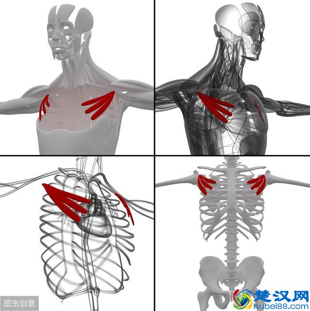 背背佳帮你改善圆肩驼背？错了，重点在改善肌肉状态