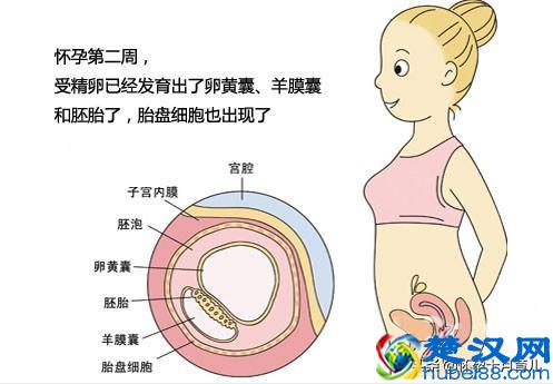 怀孕1个月的症状，孕妈需注意这些重要事项，有利于胎儿健康发育