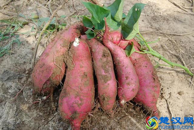 什么是碳水化合物？含高碳水化合物的食物有哪些