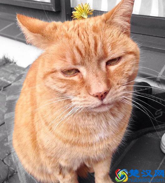 你家宠物是什么星座的？你看过天蝎座的动物吗？