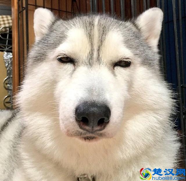 你家宠物是什么星座的？你看过天蝎座的动物吗？