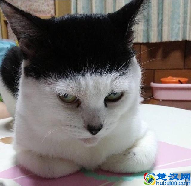 你家宠物是什么星座的？你看过天蝎座的动物吗？