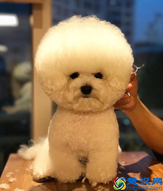 你家宠物是什么星座的？你看过天蝎座的动物吗？