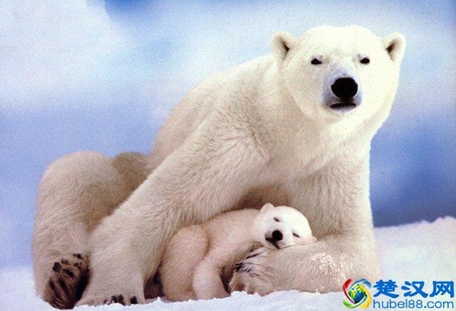 你家宠物是什么星座的？你看过天蝎座的动物吗？