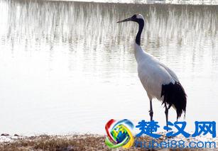 大家知道中国的国鸟是什么吗？