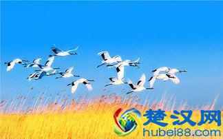 大家知道中国的国鸟是什么吗？