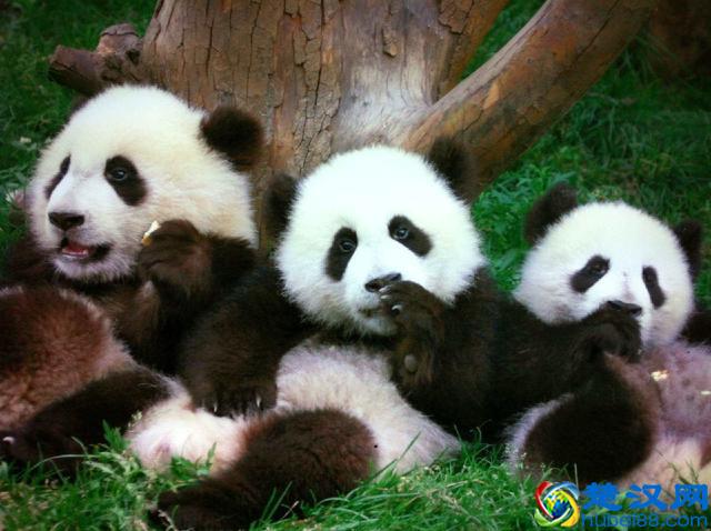 成都有什么好玩的地方，推荐6个旅行目的地！