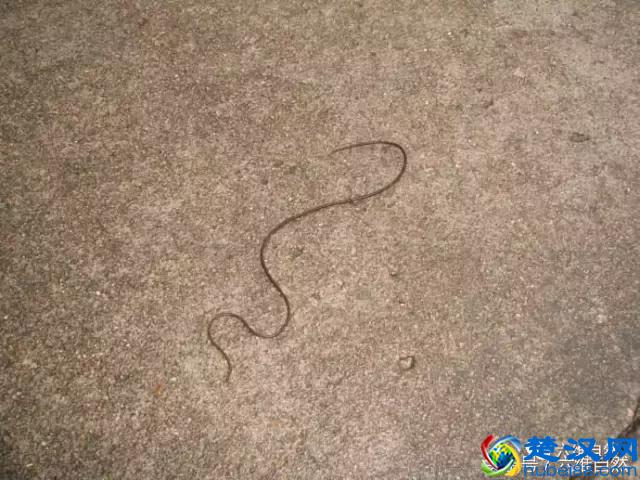 那蚯蚓似的铁线虫，虽小却是惹不起的存在