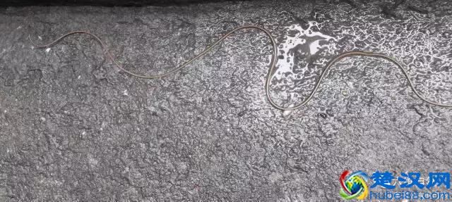 那蚯蚓似的铁线虫，虽小却是惹不起的存在