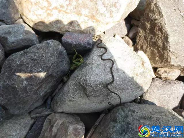 那蚯蚓似的铁线虫，虽小却是惹不起的存在