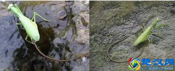 那蚯蚓似的铁线虫，虽小却是惹不起的存在