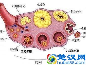 如何正确选择容易怀孕的时机？这5种方法任选其一，最后1种最准