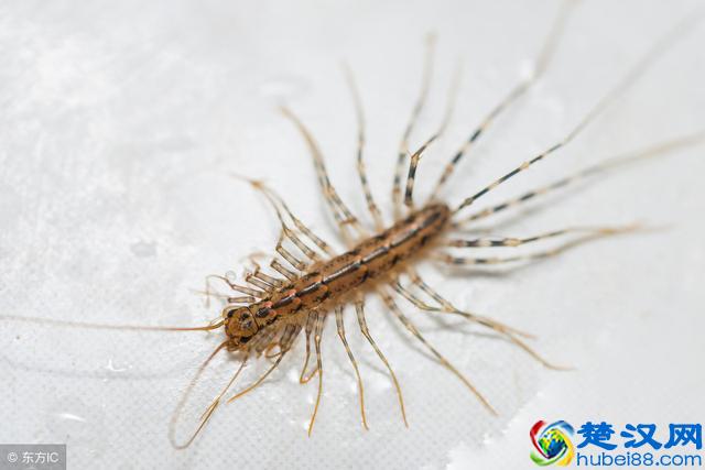 农村常见的蚰蜒，对人们是有害还是有益？