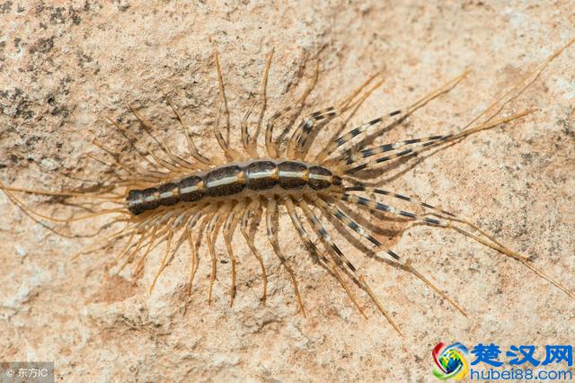 农村常见的蚰蜒，对人们是有害还是有益？