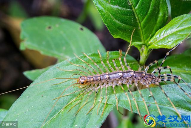 农村常见的蚰蜒，对人们是有害还是有益？