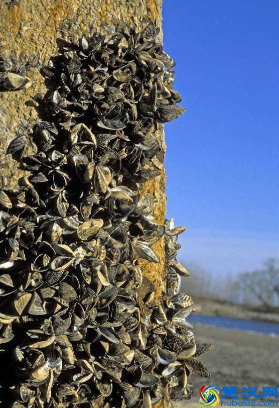 美国五大湖的悲剧,中国人面对了也会无可奈何