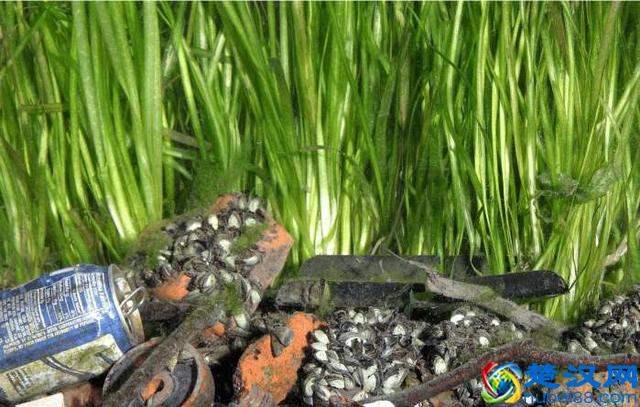 美国五大湖的悲剧,中国人面对了也会无可奈何