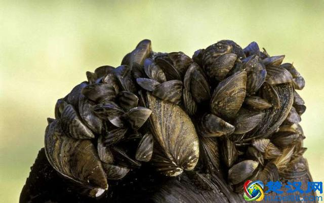 美国五大湖的悲剧,中国人面对了也会无可奈何