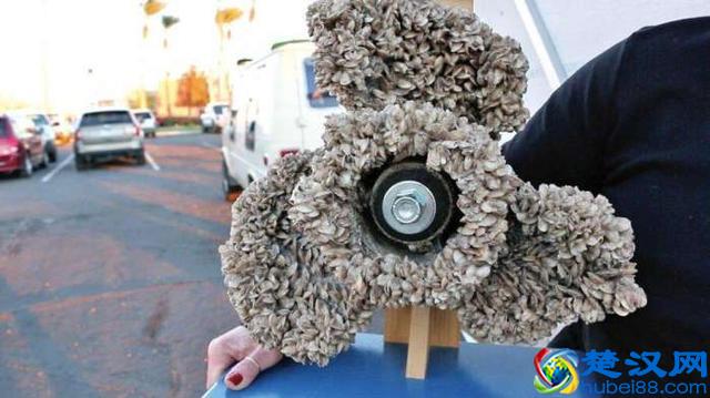 美国五大湖的悲剧,中国人面对了也会无可奈何