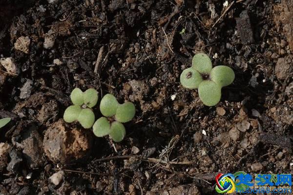 农村芥菜全身是宝，是酸菜鱼酸菜的原料，如今成致富商机