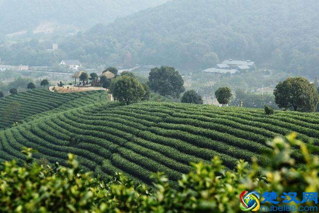 中国绿茶品类大全？绿茶的头道茶喝还是不喝？绿茶的功效与作用？