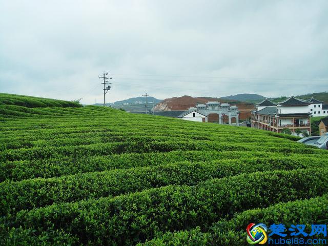 中国绿茶品类大全？绿茶的头道茶喝还是不喝？绿茶的功效与作用？