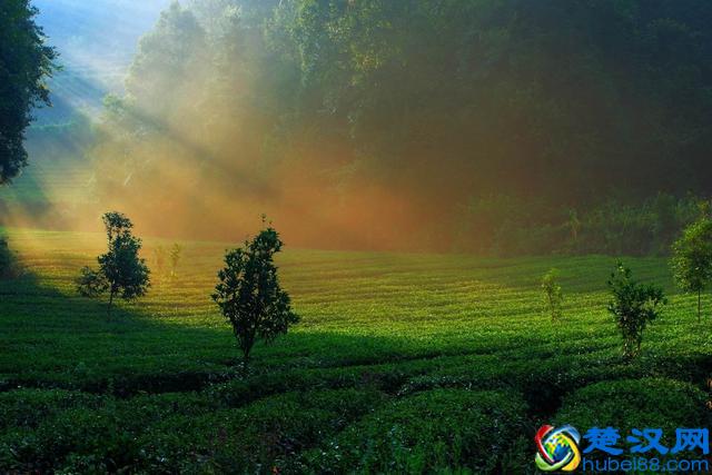 中国绿茶品类大全？绿茶的头道茶喝还是不喝？绿茶的功效与作用？